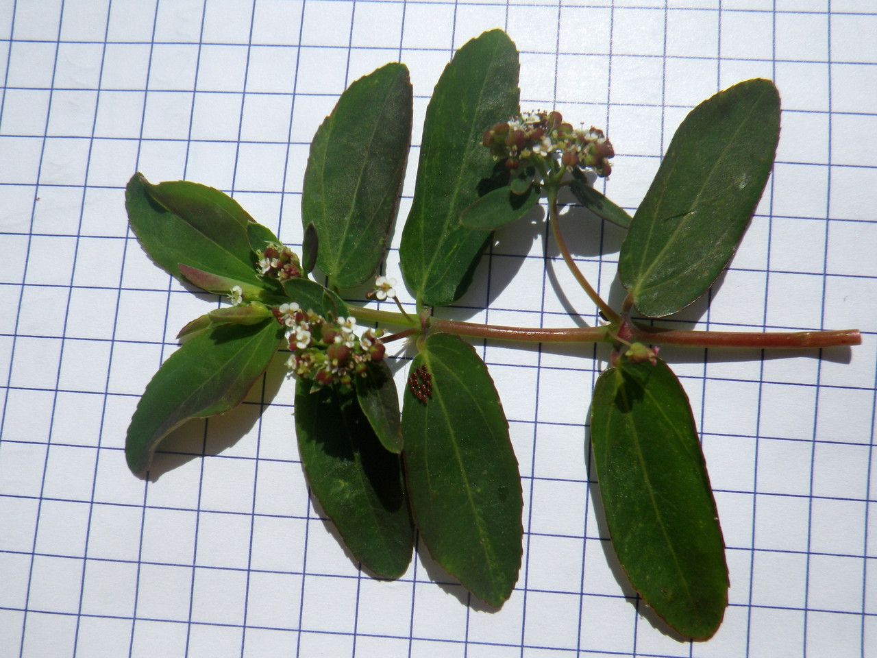 Euphorbia indica — houseplant care guide