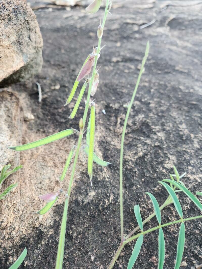 Tephrosia reptans fruit