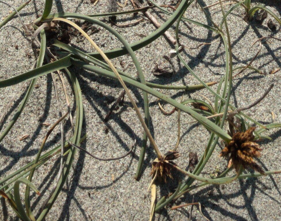 Cyperus capitatus flower