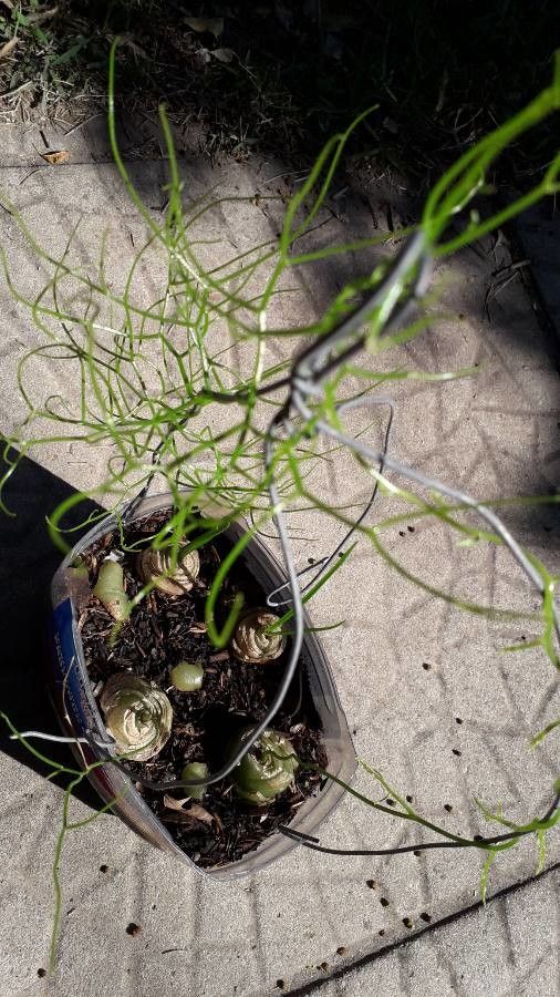 Bowiea volubilis fruit