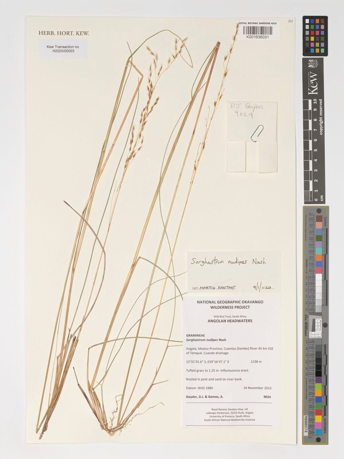 Sorghastrum nudipes — related species from the same genus