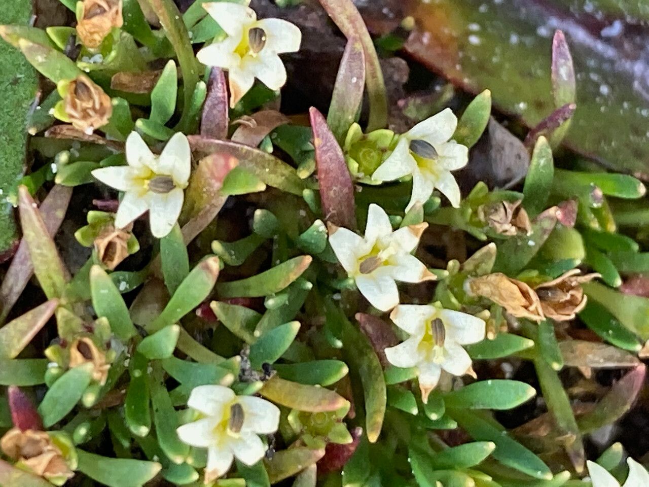 Lysipomia sphagnophila flower