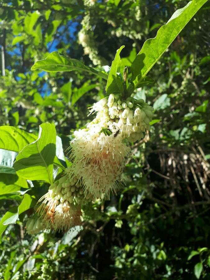 Acnistus arborescens flower