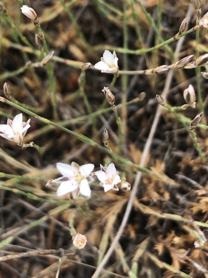 Sabulina tenuifolia flower