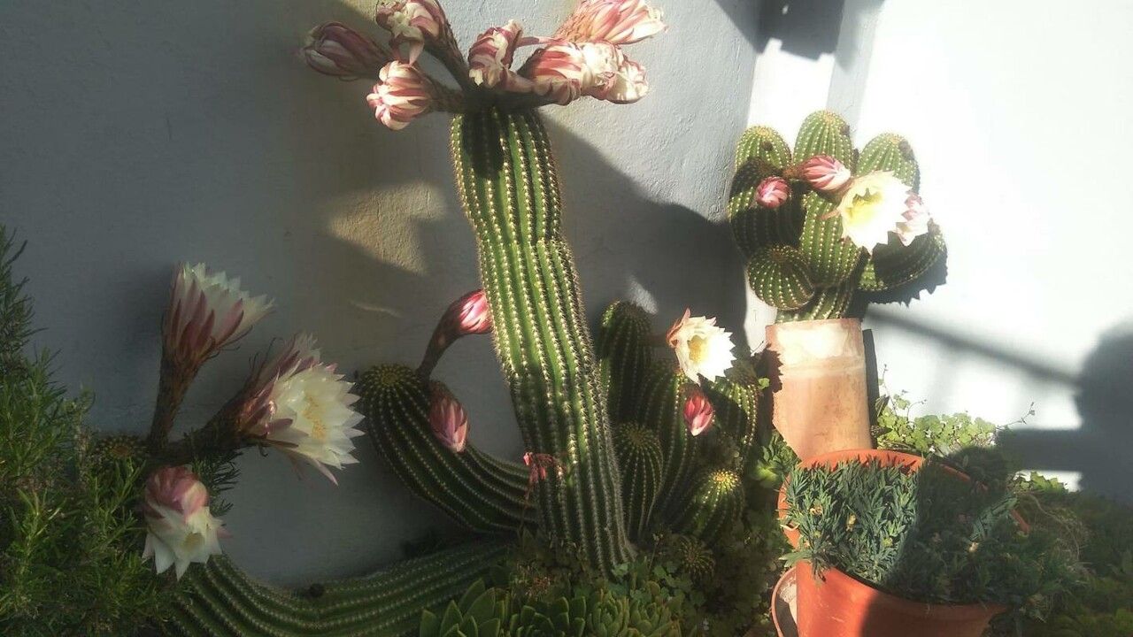 Echinopsis schickendantzii flower