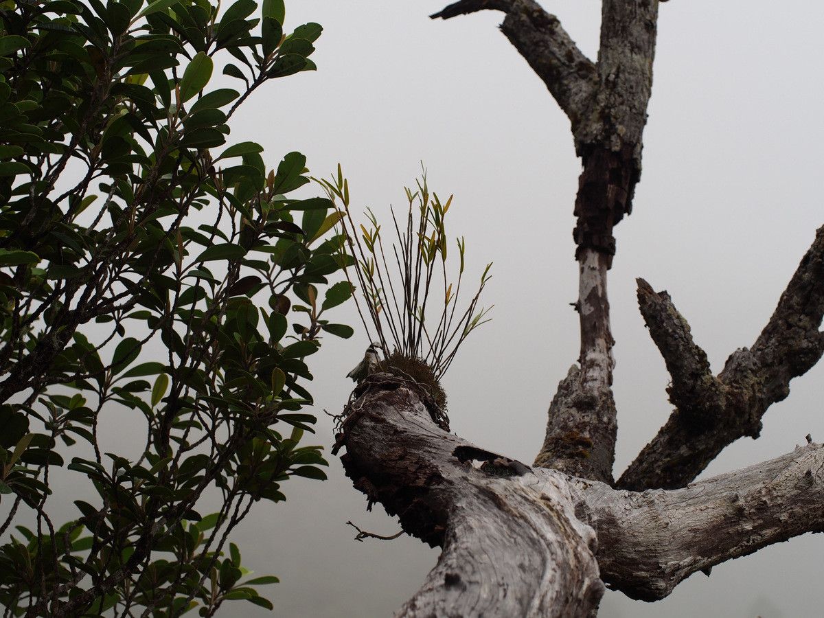 Dendrobium unicarinatum habit