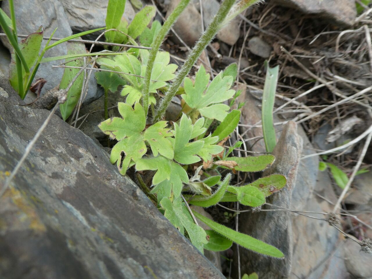 Ranunculus monspeliacus leaf