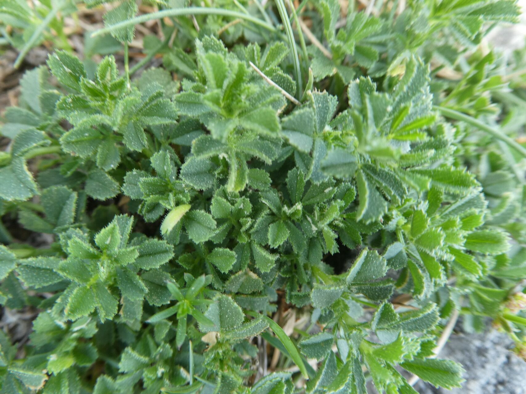 Ononis striata — houseplant care guide