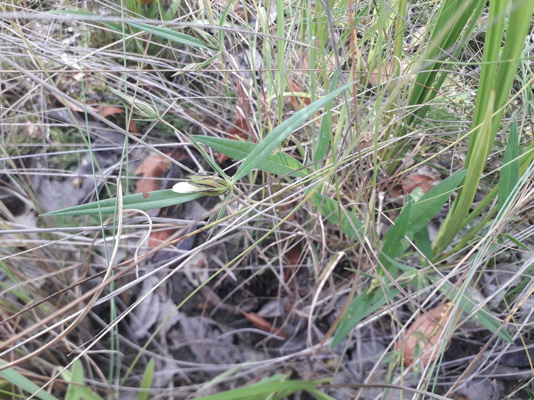 Blepharis glumacea habit