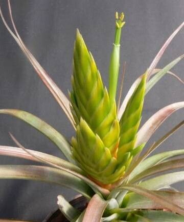 Tillandsia marabascoensis habit