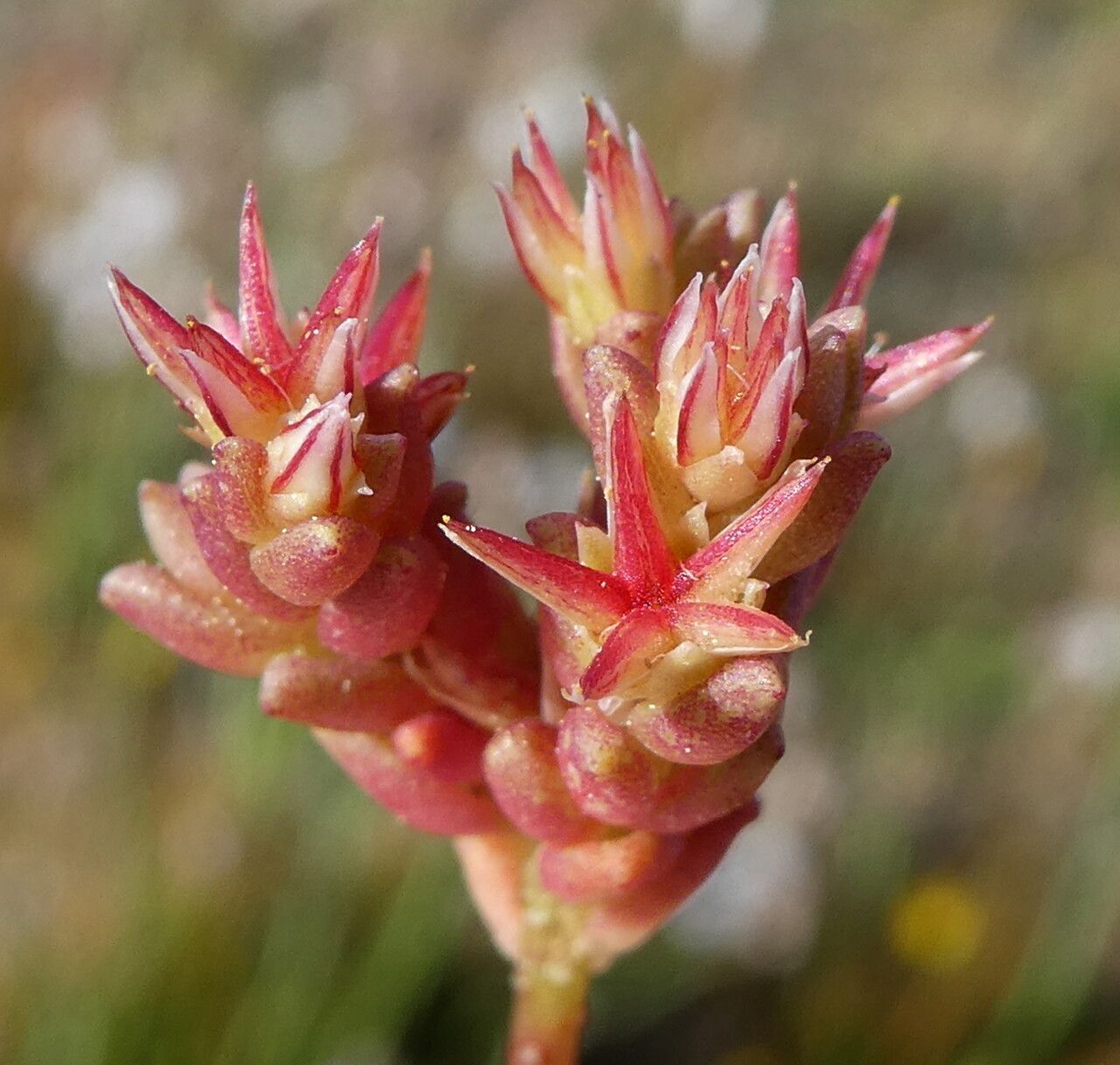 Sedum caespitosum fruit