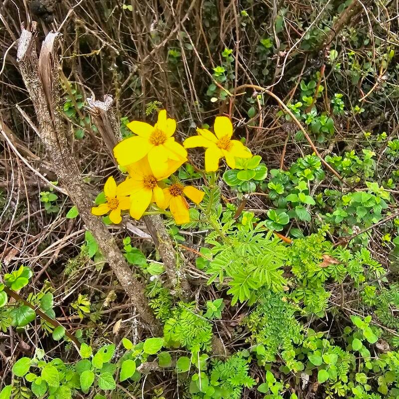 Tagetes zypaquirensis flower