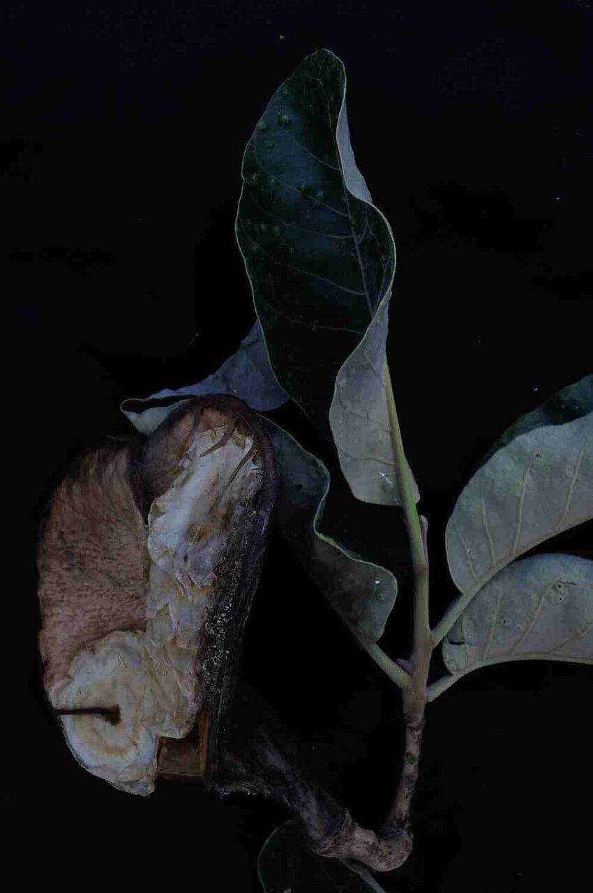 Aspidosperma macrocarpon fruit