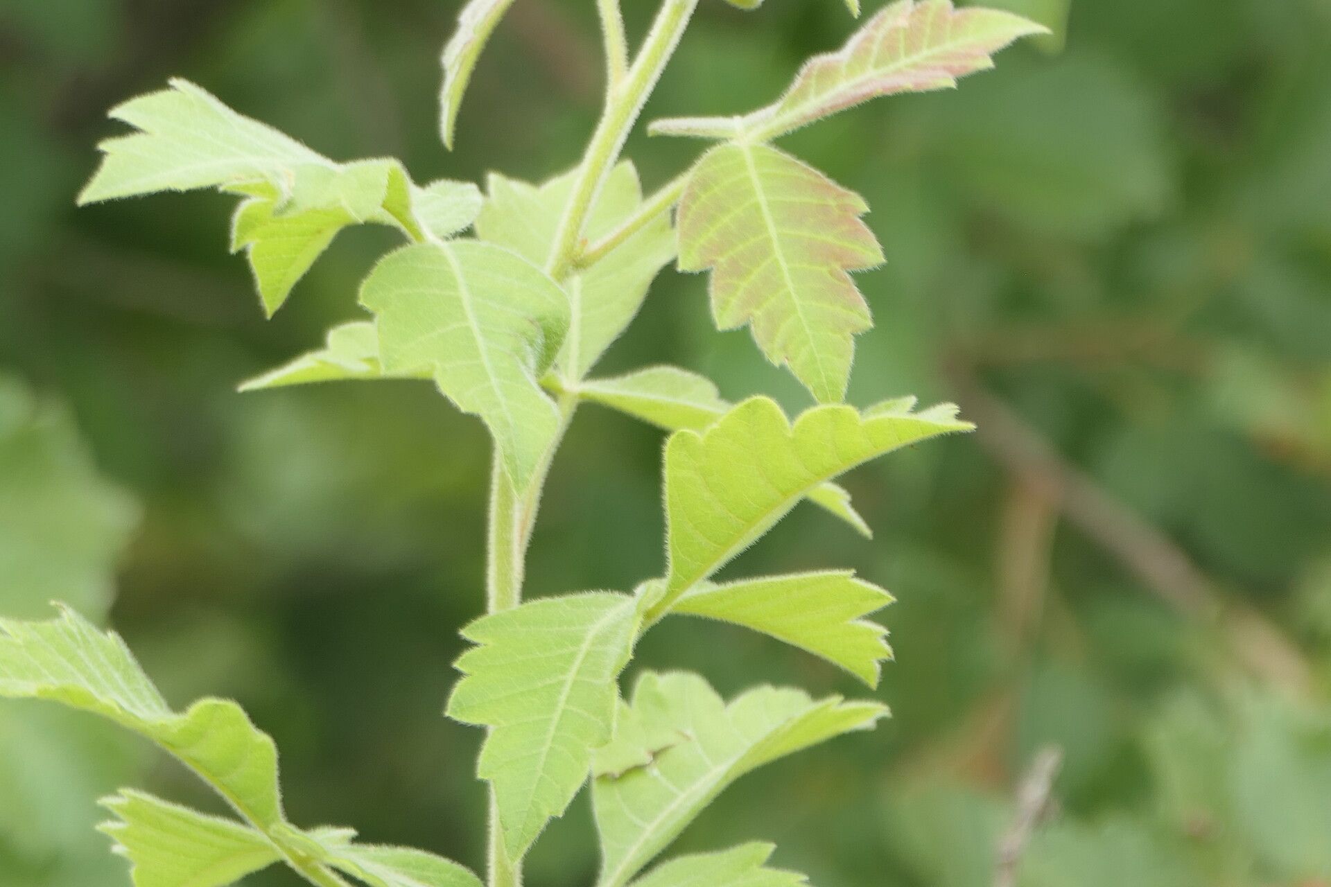 Searsia dentata leaf