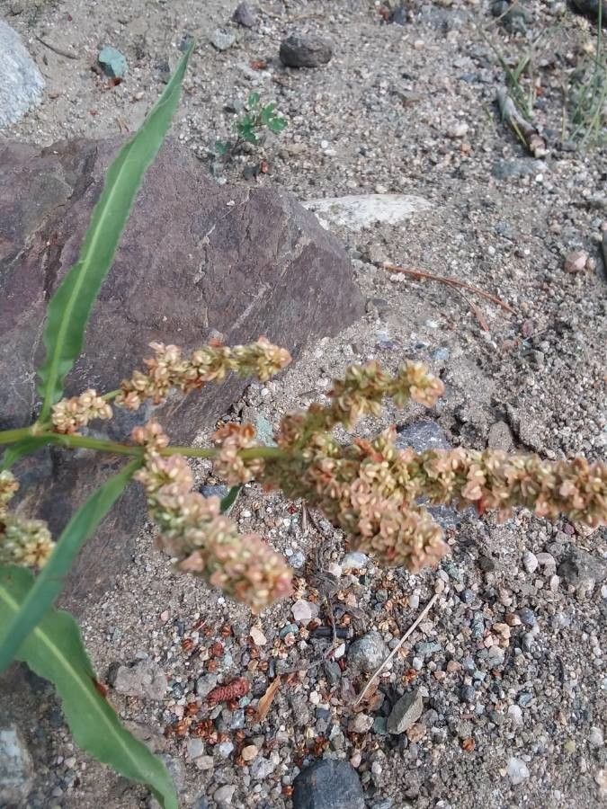 Rumex salicifolius flower