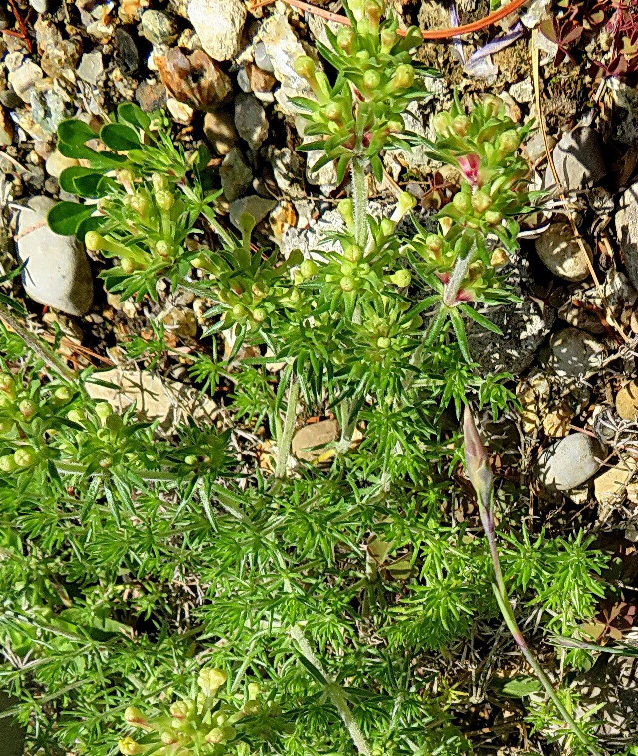 Asperula glomerata — search result for 'Asperula'