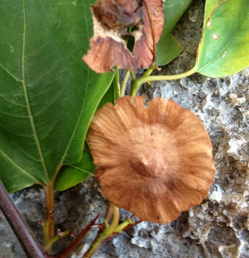 Paliurus spina-christi fruit