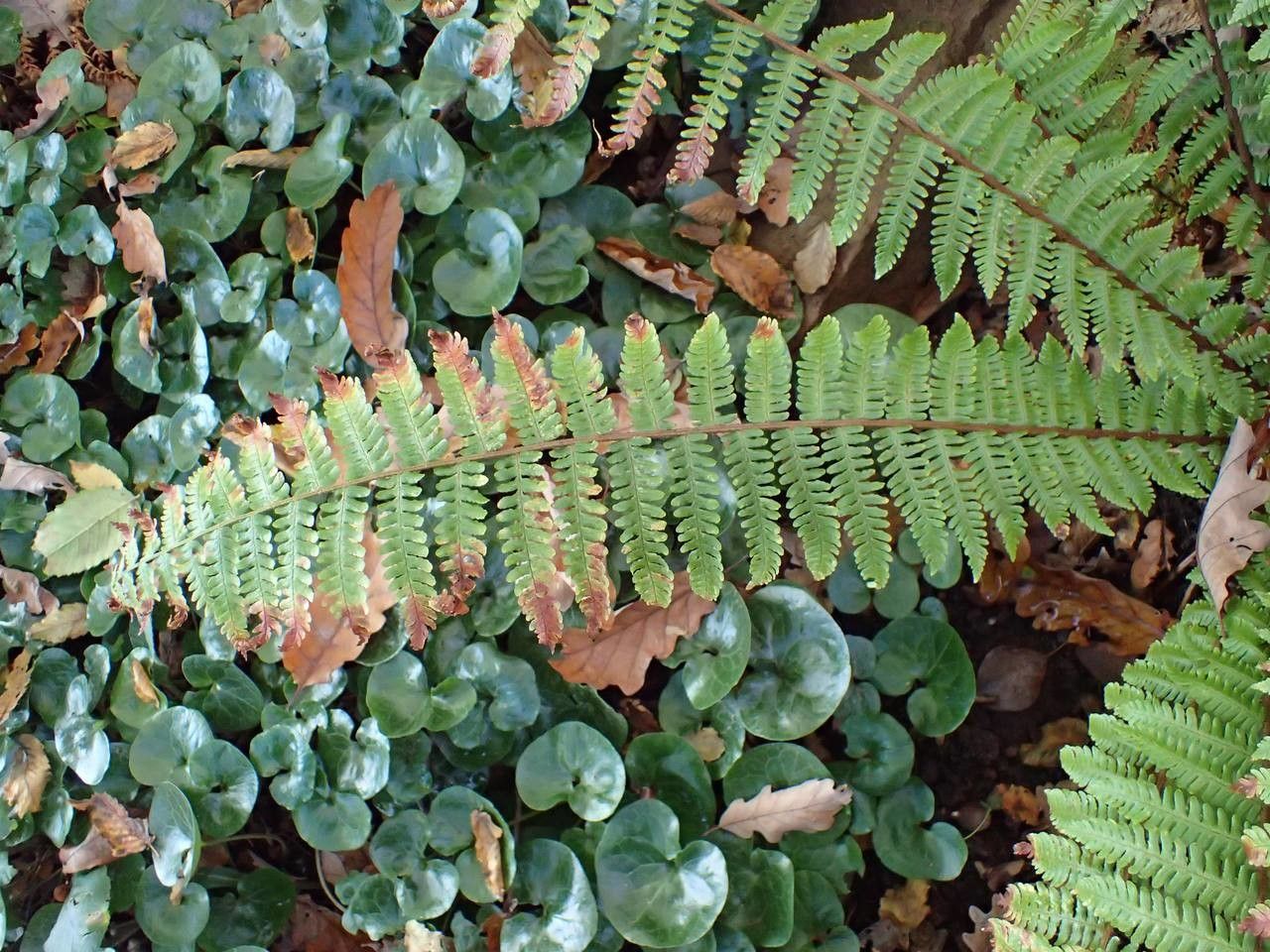 Dryopteris crassirhizoma habit