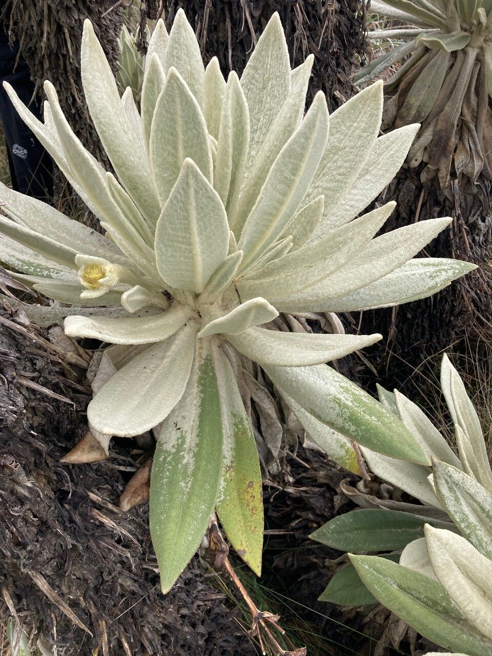 Espeletia pycnophylla leaf