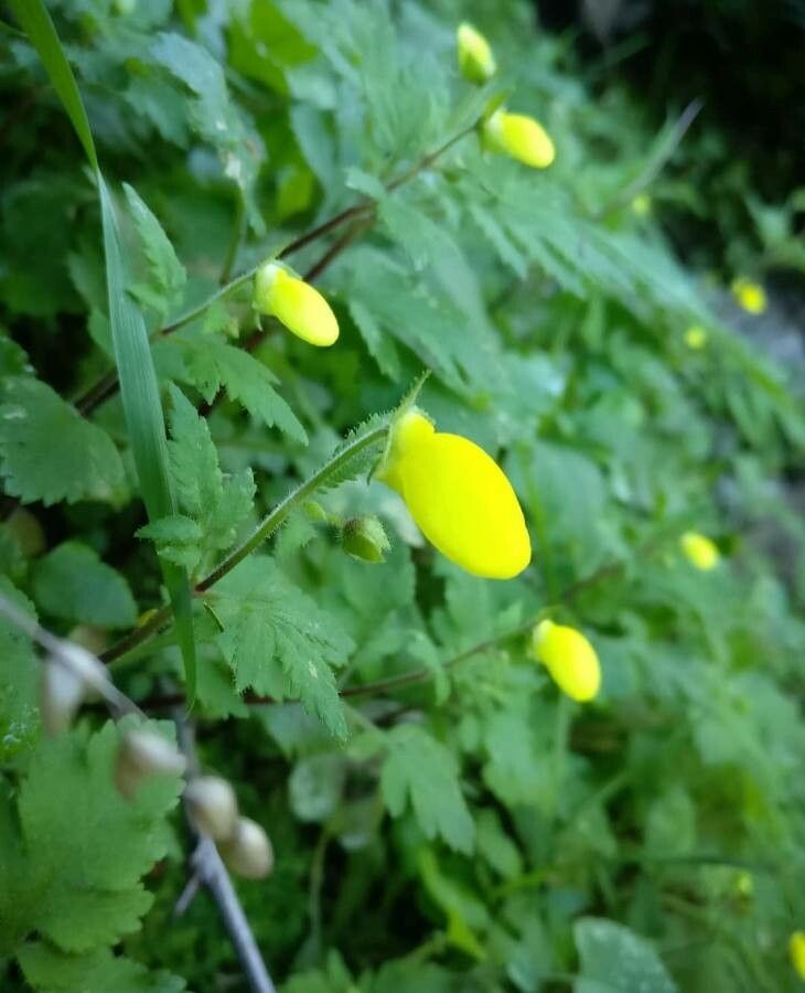 Calceolaria tripartita — houseplant care guide