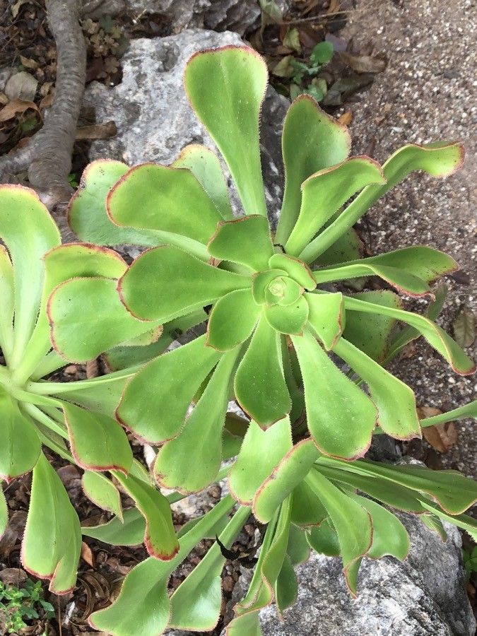 Aeonium nobile — search result for 'Aeonium'