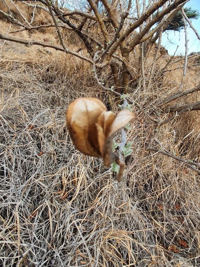 Sesamothamnus rivae fruit
