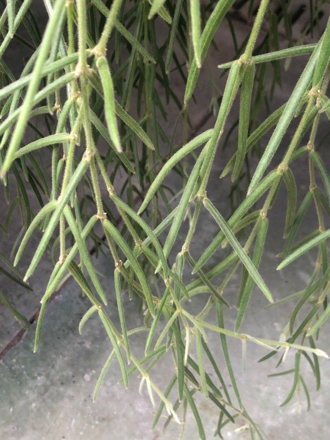 Hoya linearis — search result for 'Hoya'