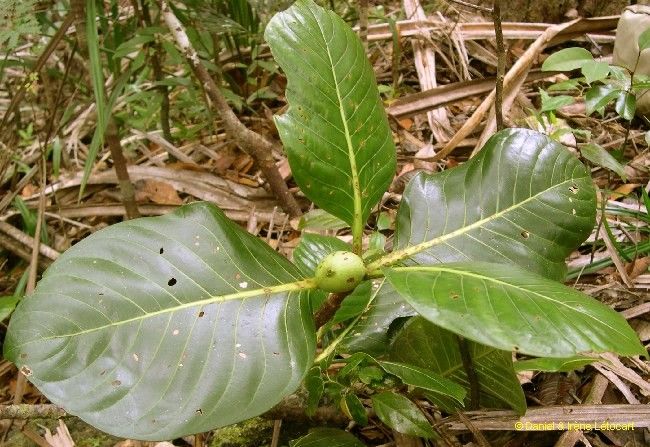 Guettarda eximia habit