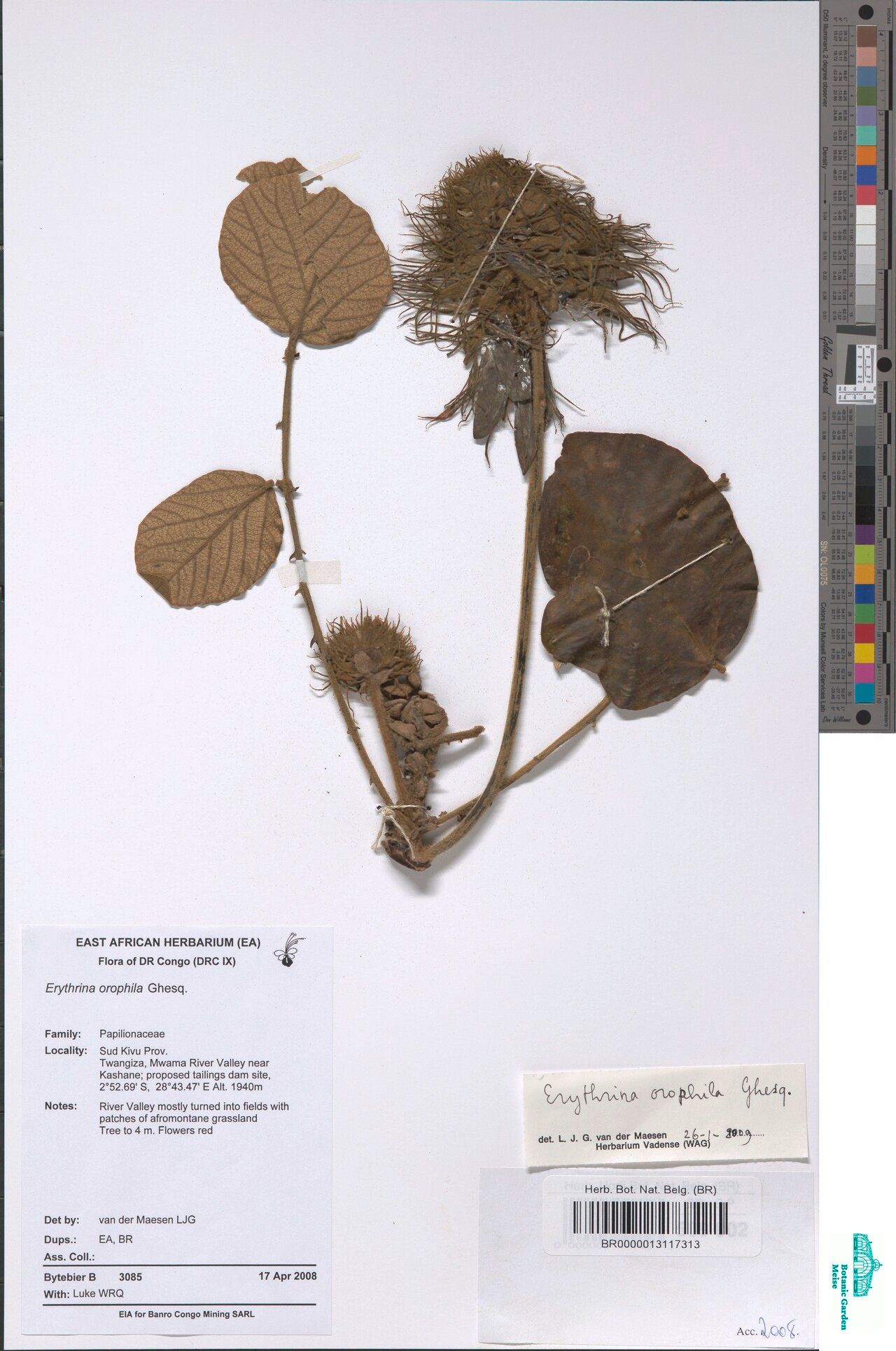 Erythrina orophila — houseplant care guide