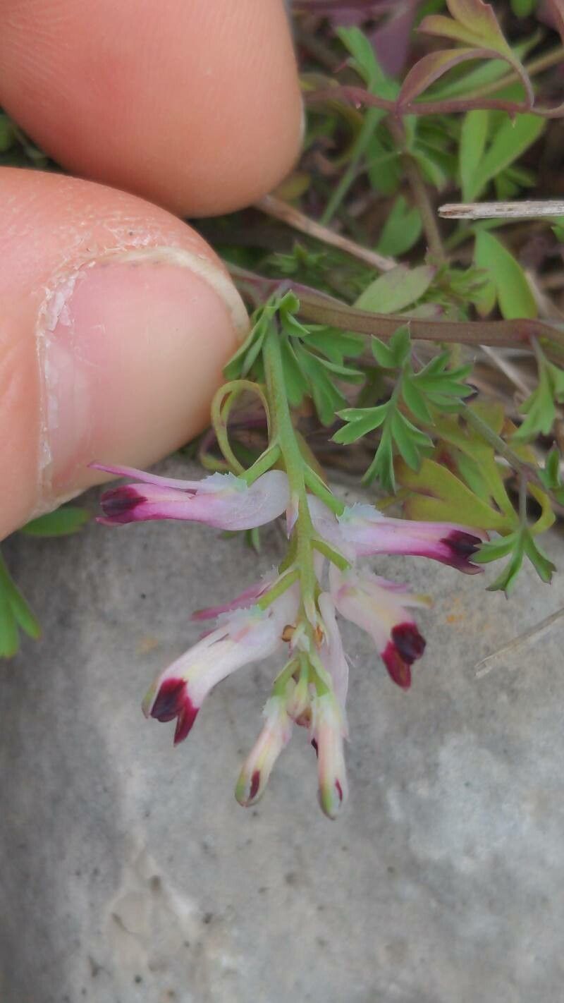 Fumaria munbyi flower