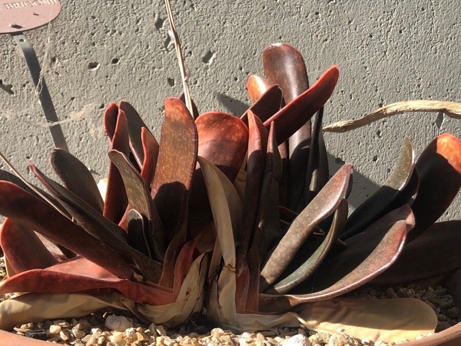 Gasteria pillansii — search result for 'Asphodelaceae'