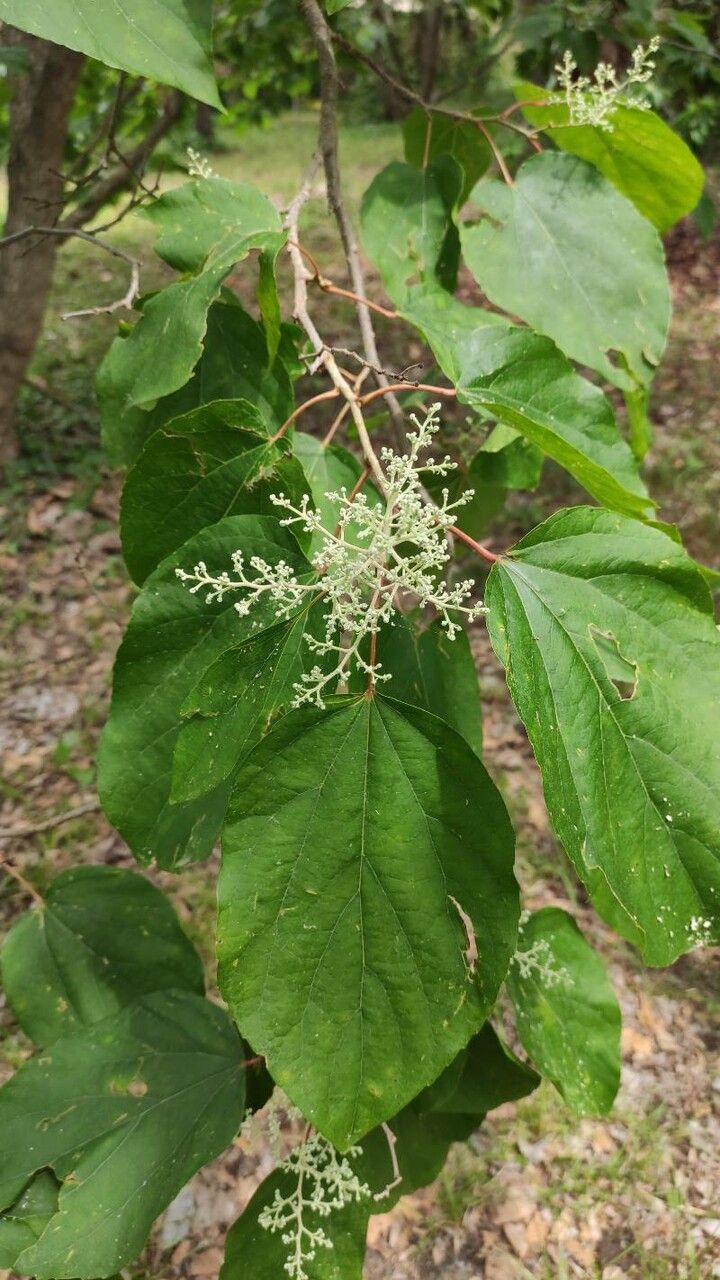 Poliothyrsis sinensis — search result for 'Salicaceae'