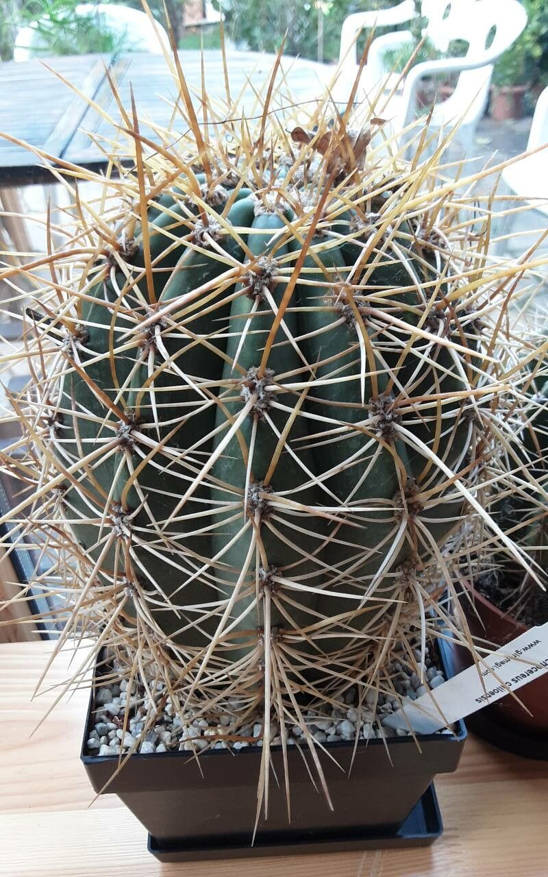 Echinopsis chiloensis bark