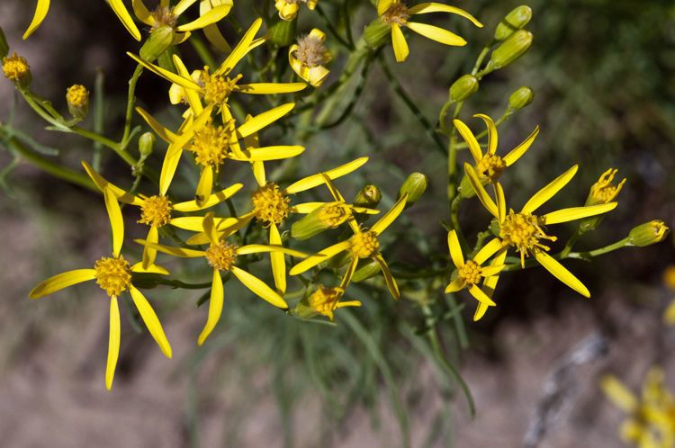Senecio riddellii flower