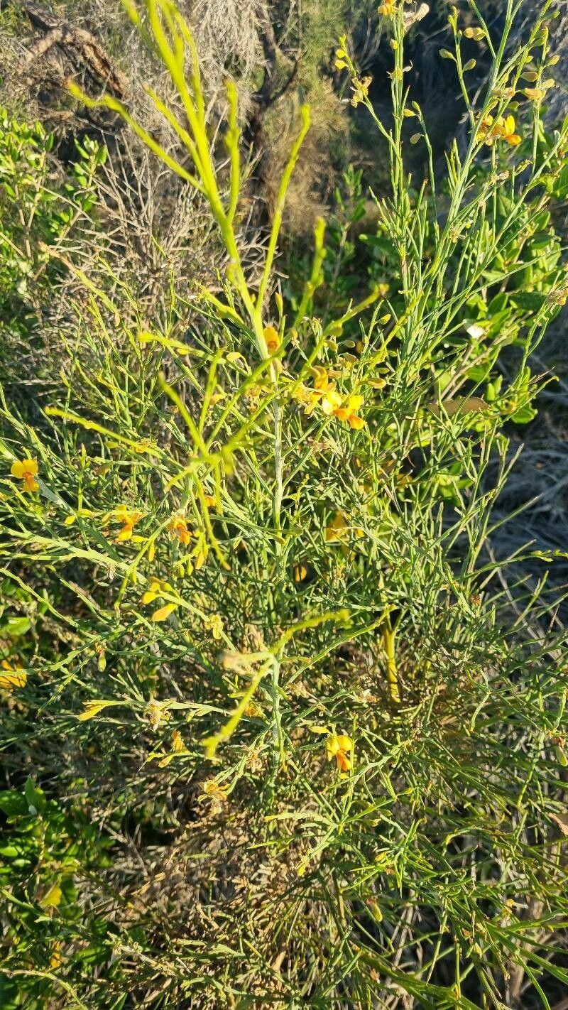 Jacksonia sternbergiana — related species from the same genus