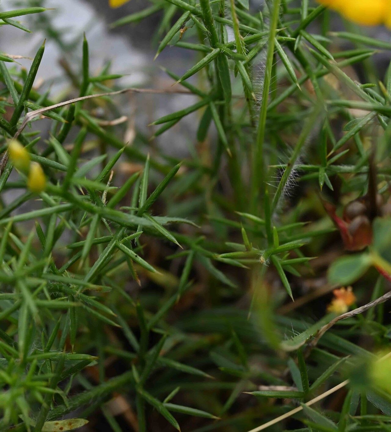 Genista michelii — houseplant care guide