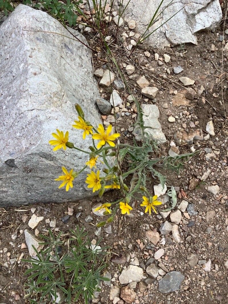 Crepis occidentalis flower