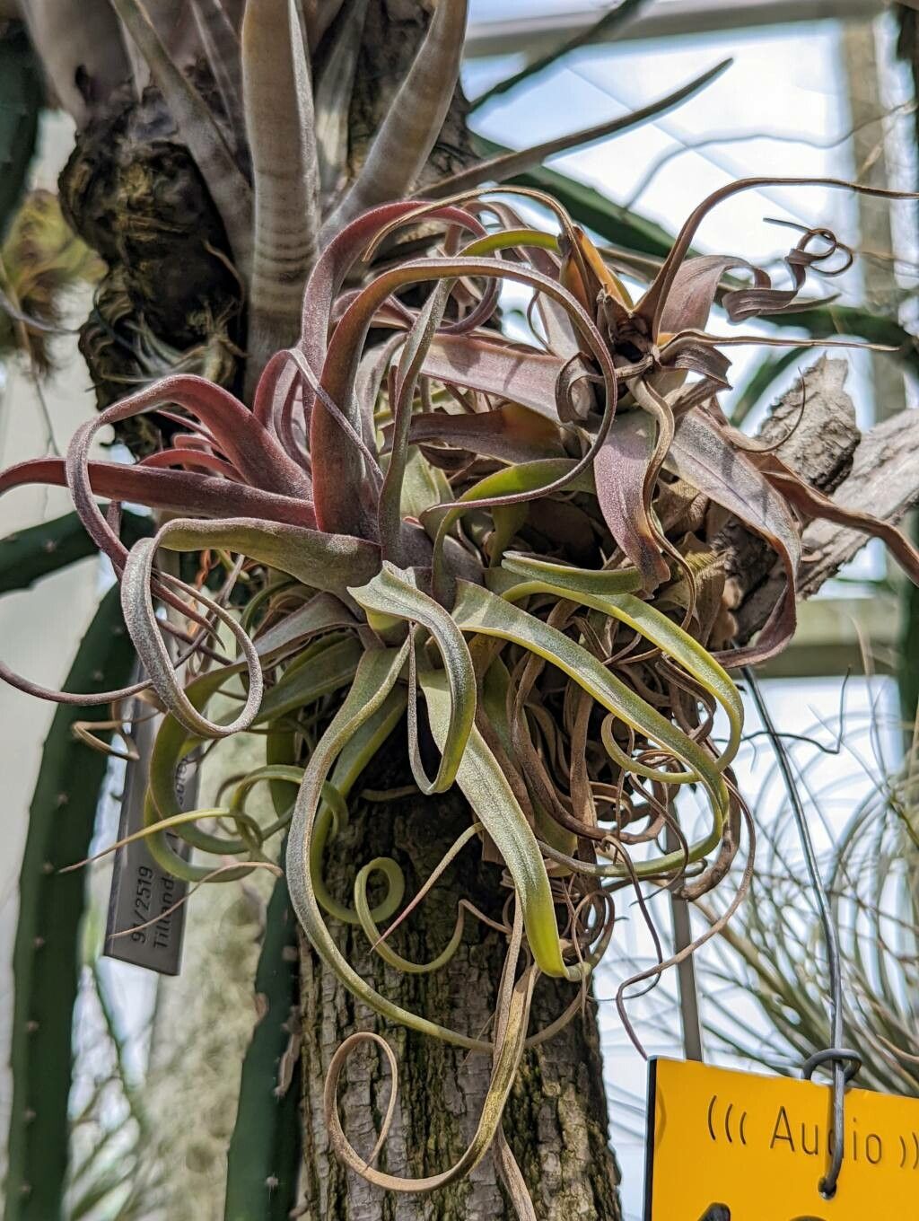Tillandsia streptophylla habit