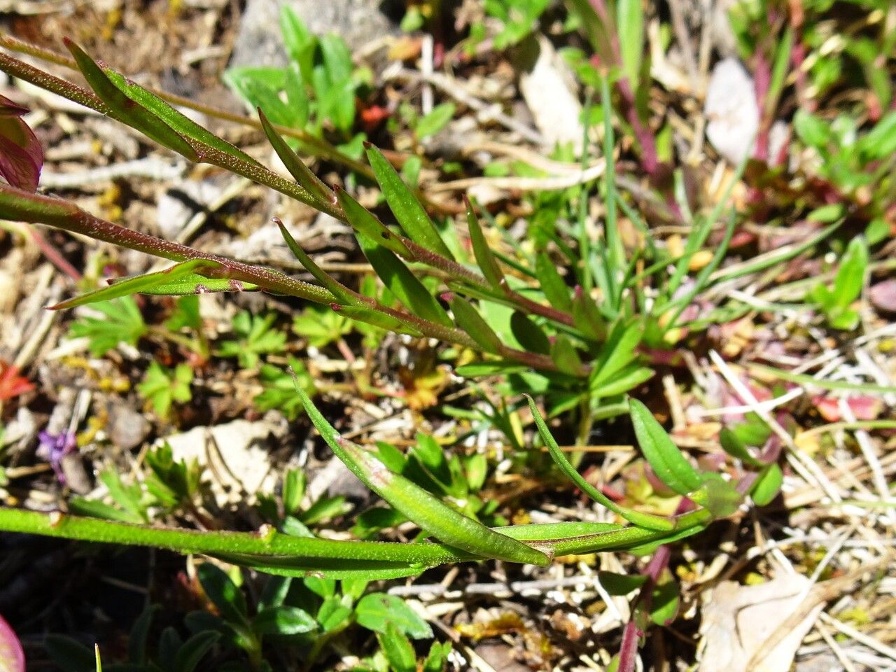 Polygala vulgaris — search result for 'Polygala'