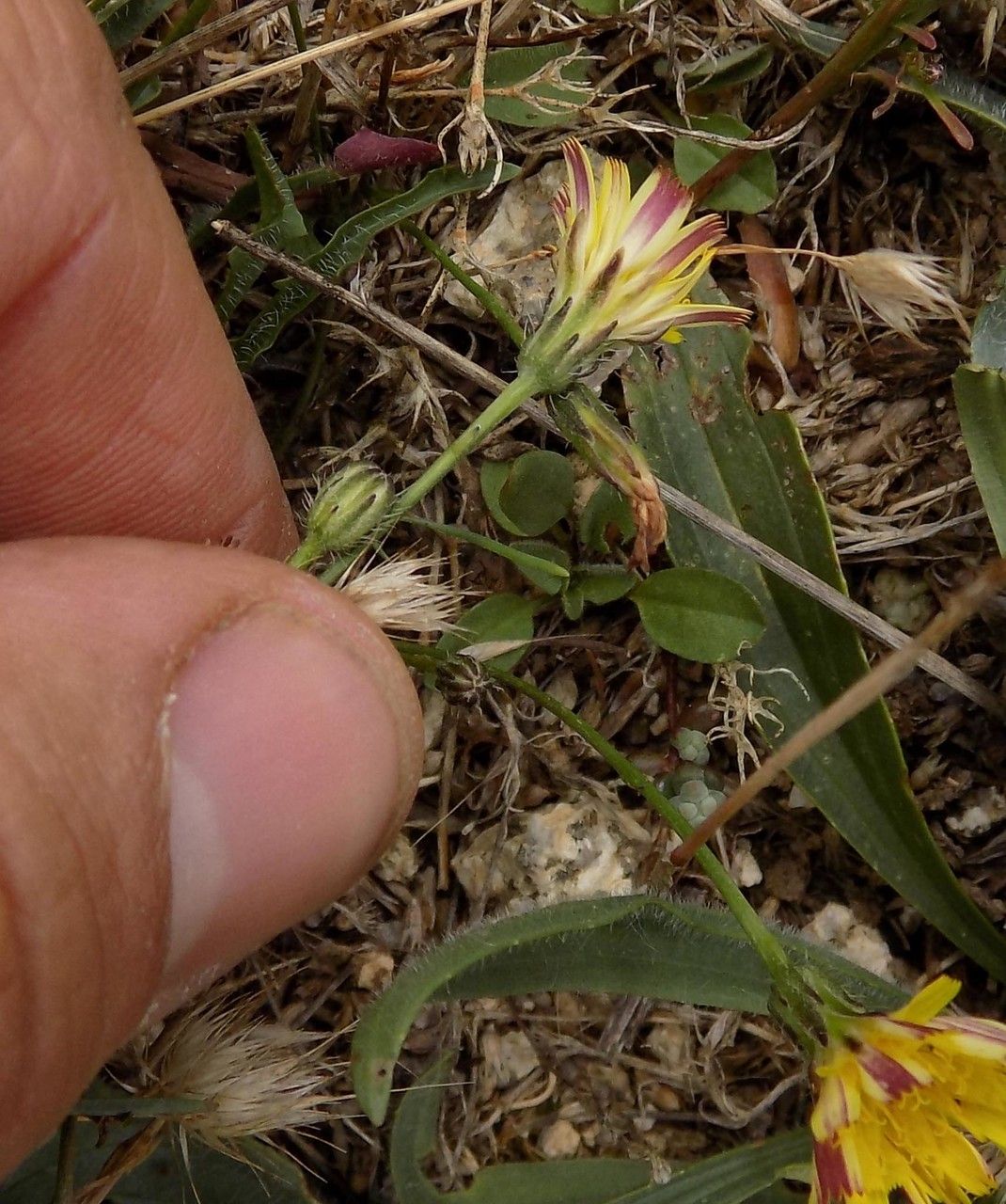 Pilosella soleiroliana flower