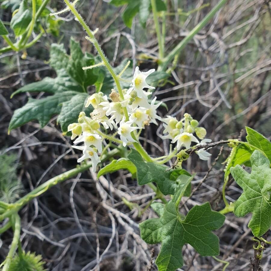 Marah macrocarpa flower