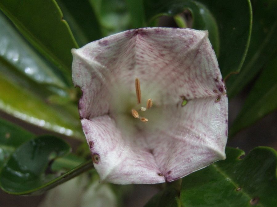 Thiollierea dagostinii flower