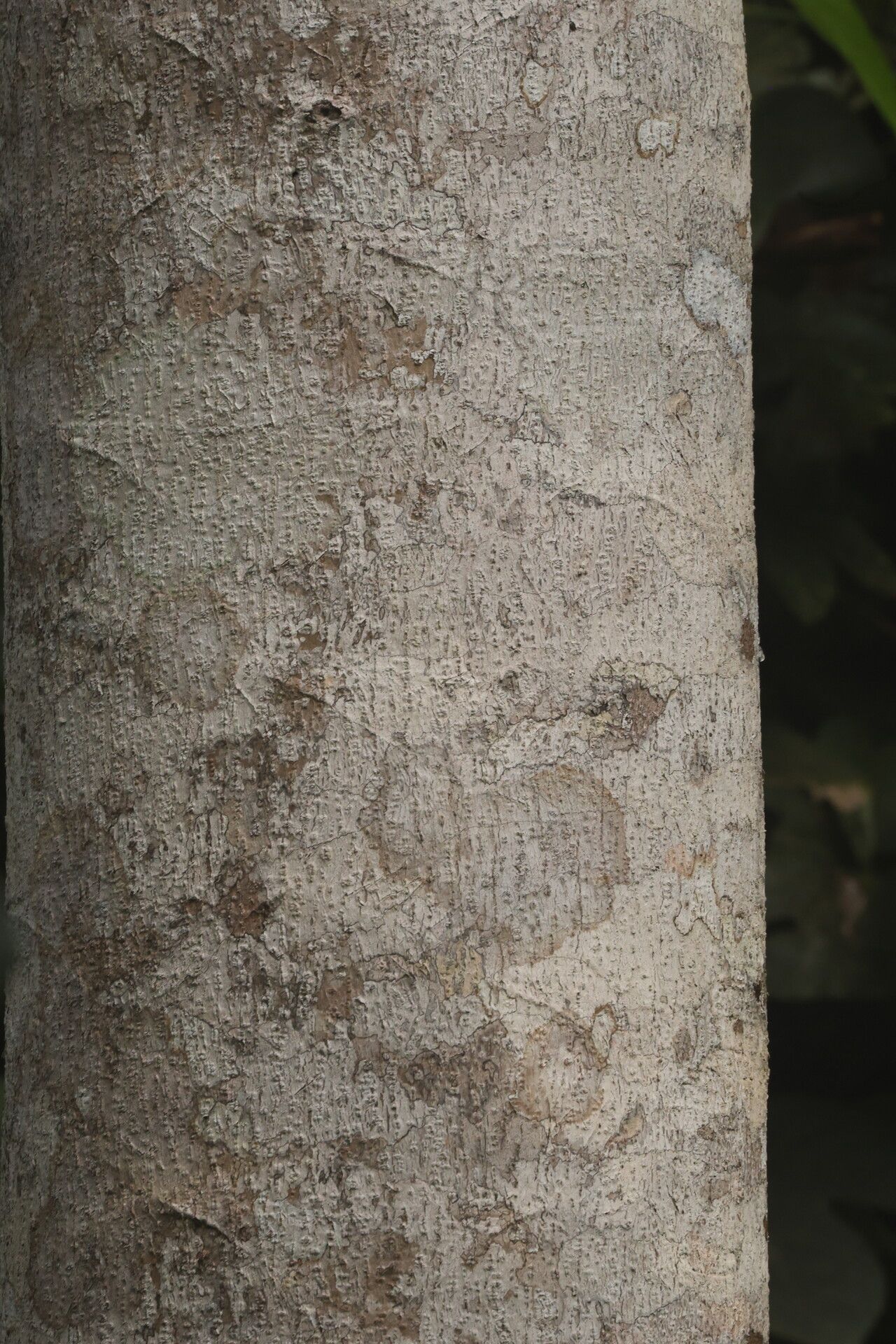 Polyscias fulva bark