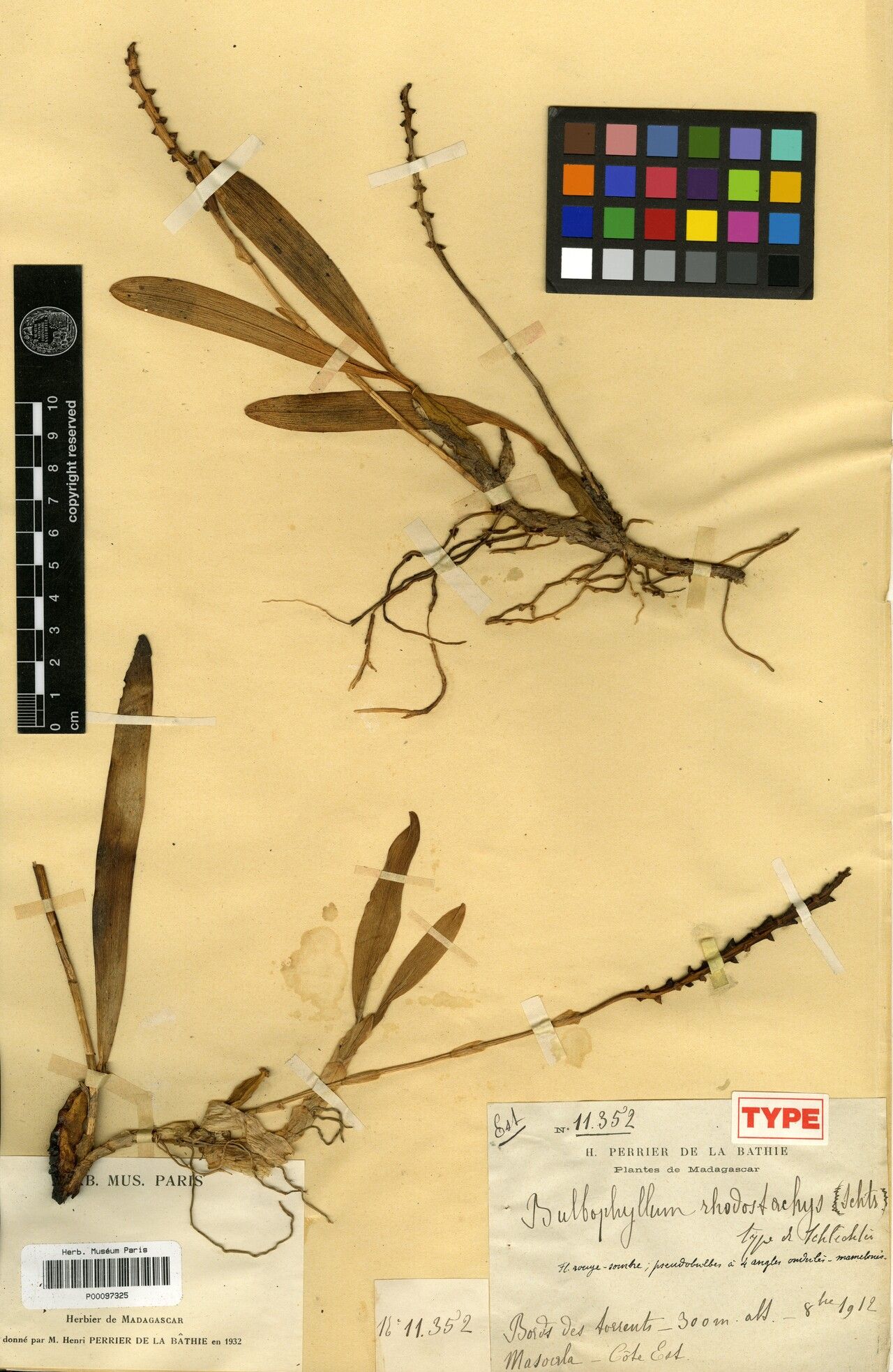 Bulbophyllum rhodostachys — houseplant care guide