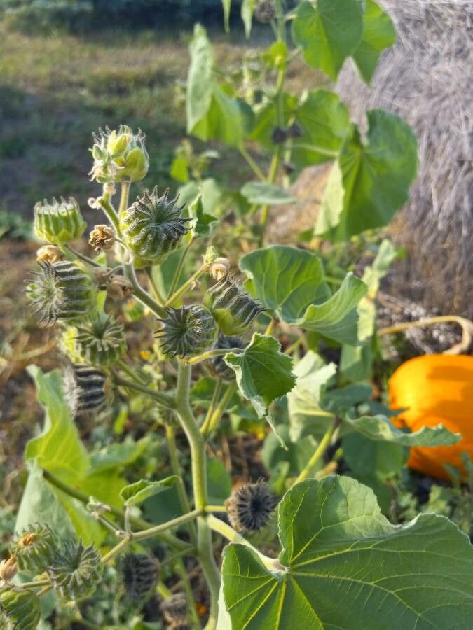 Abutilon grandifolium fruit