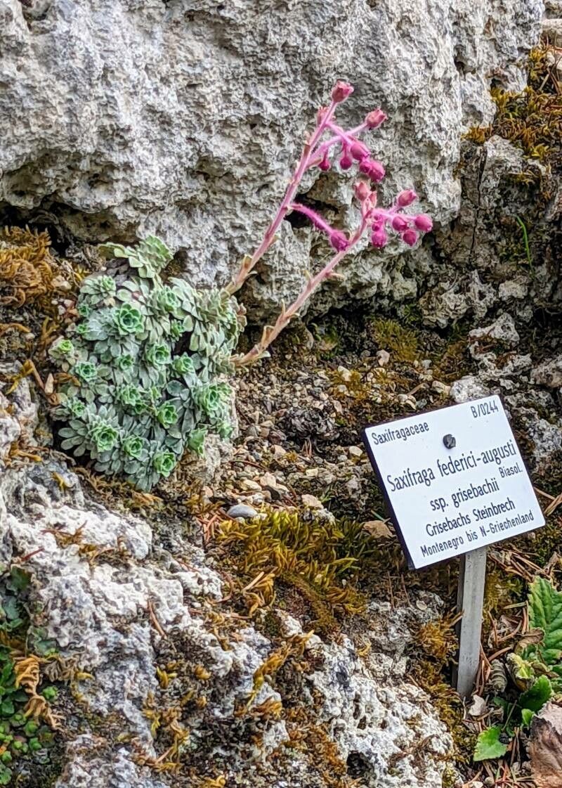 Saxifraga federici-augusti other