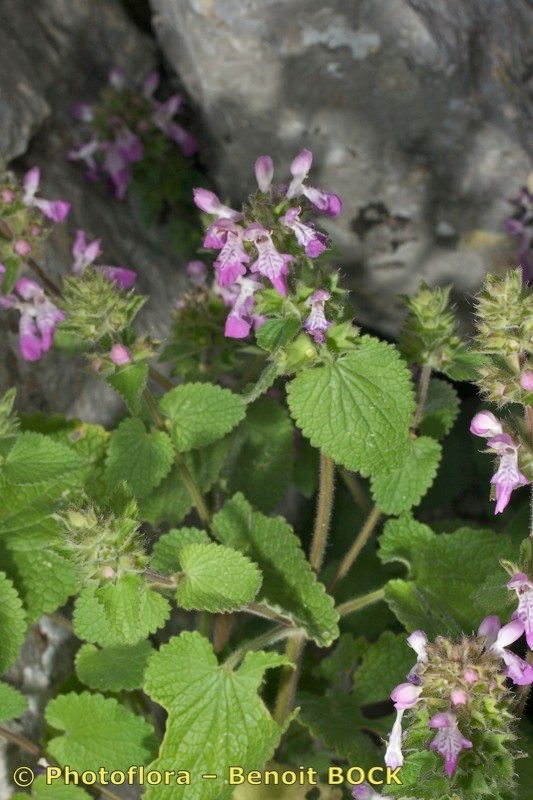 Stachys circinata habit