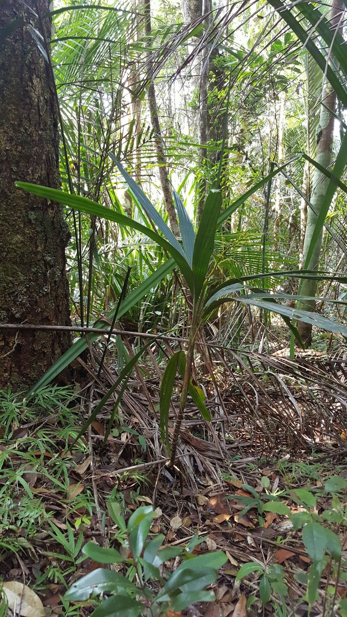 Dypsis dracaenoides — houseplant care guide