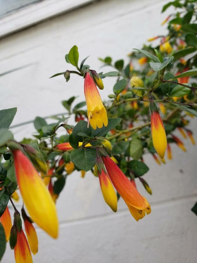 Justicia floribunda flower