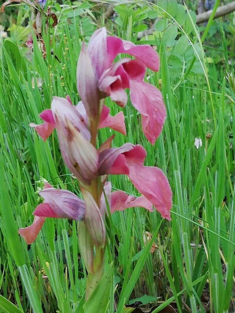 Serapias neglecta flower